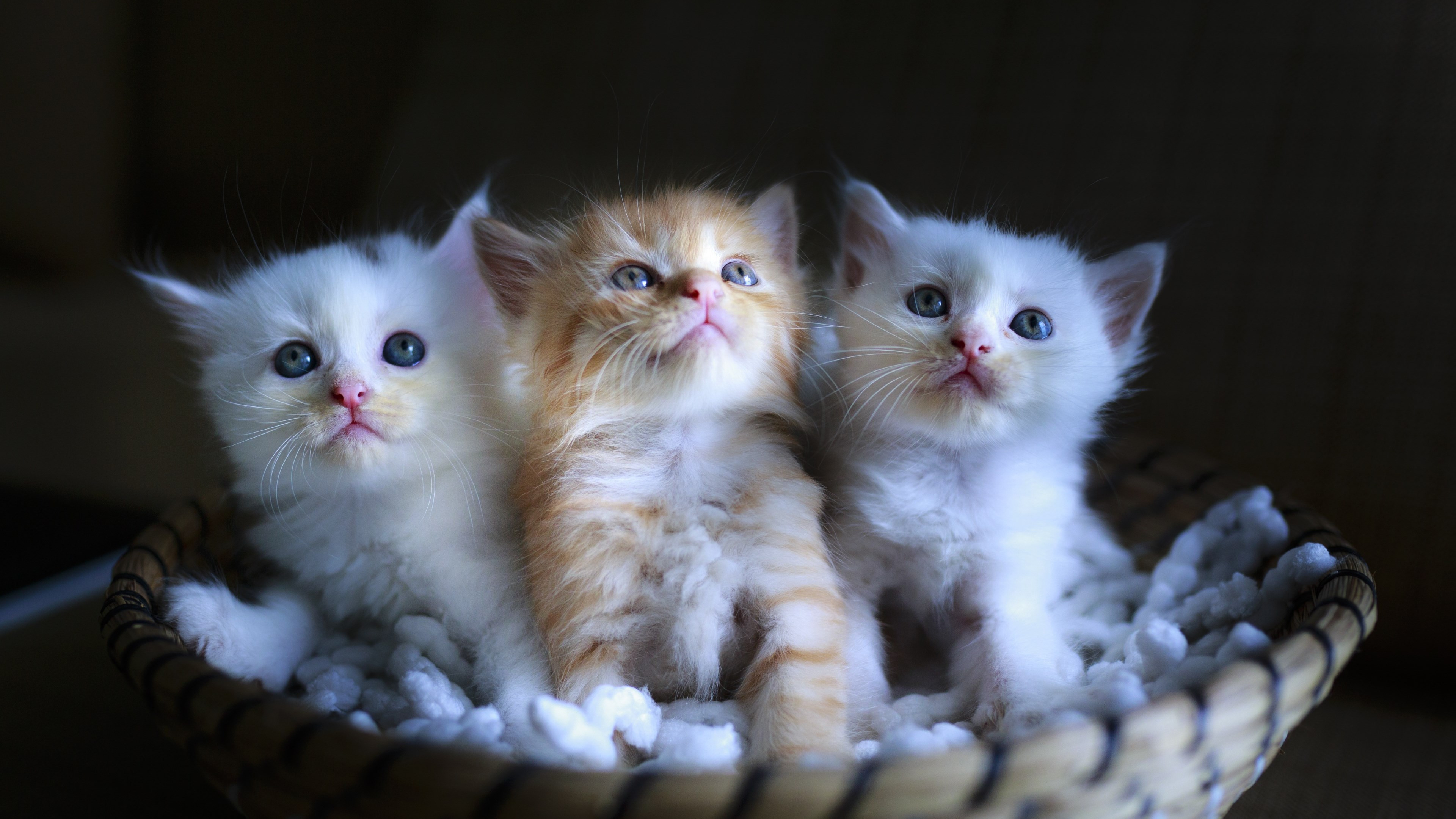 Three cute kittens wallpaper 3840x2160