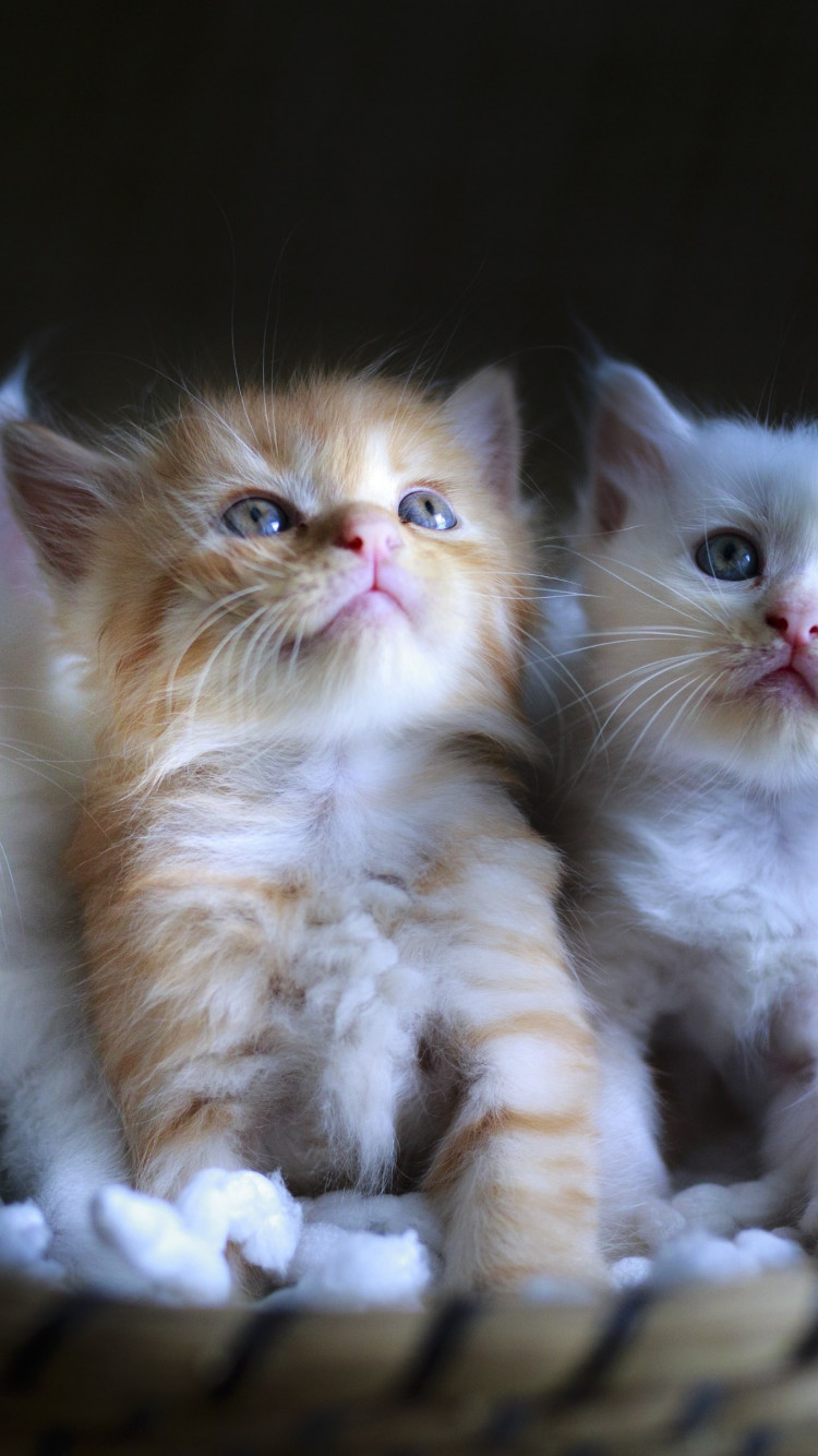 Three cute kittens wallpaper 750x1334