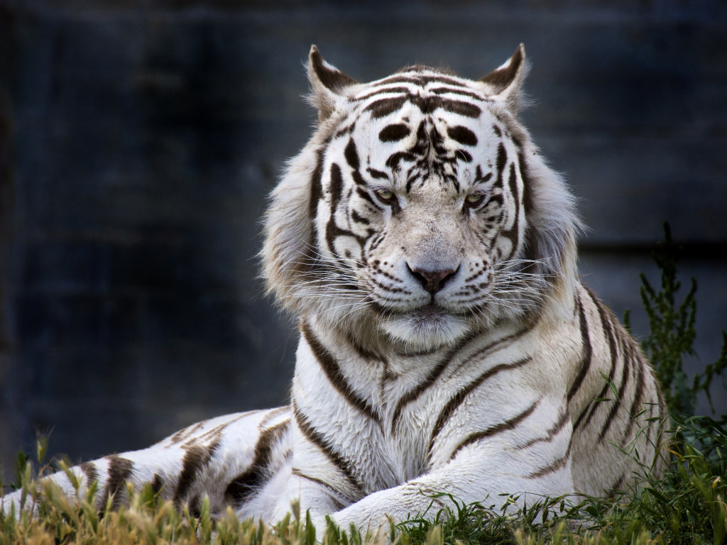 The white tiger from Madrid Zoo wallpaper 1024x768