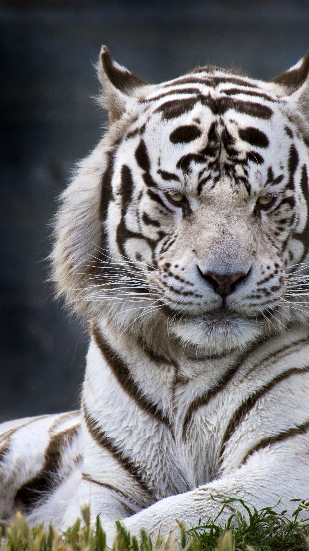 The white tiger from Madrid Zoo wallpaper 1080x1920