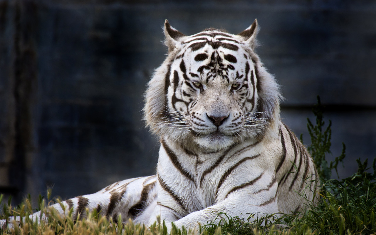 The white tiger from Madrid Zoo wallpaper 1280x800