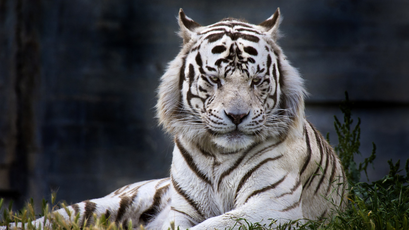The white tiger from Madrid Zoo wallpaper 1600x900