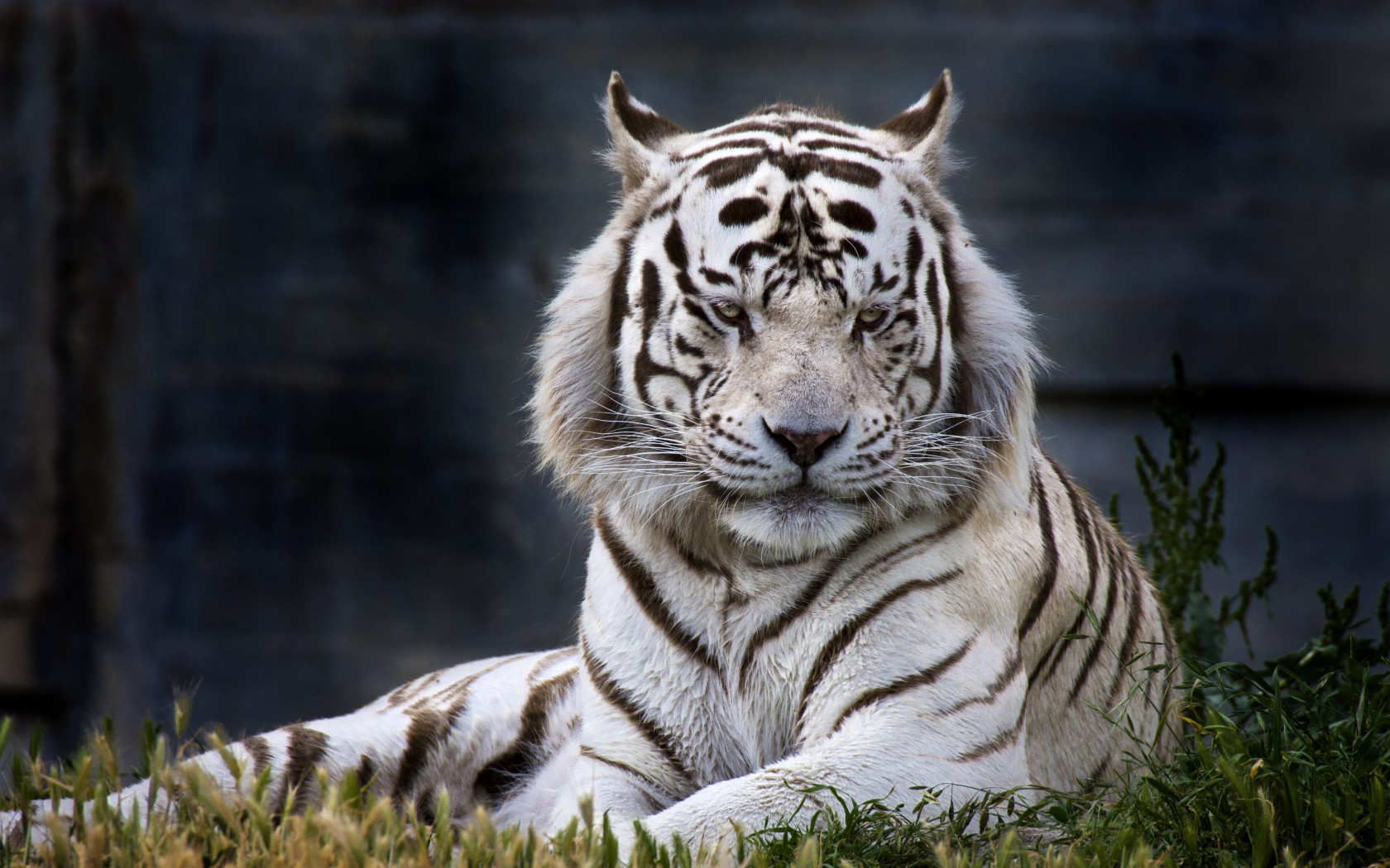 The white tiger from Madrid Zoo wallpaper 1680x1050
