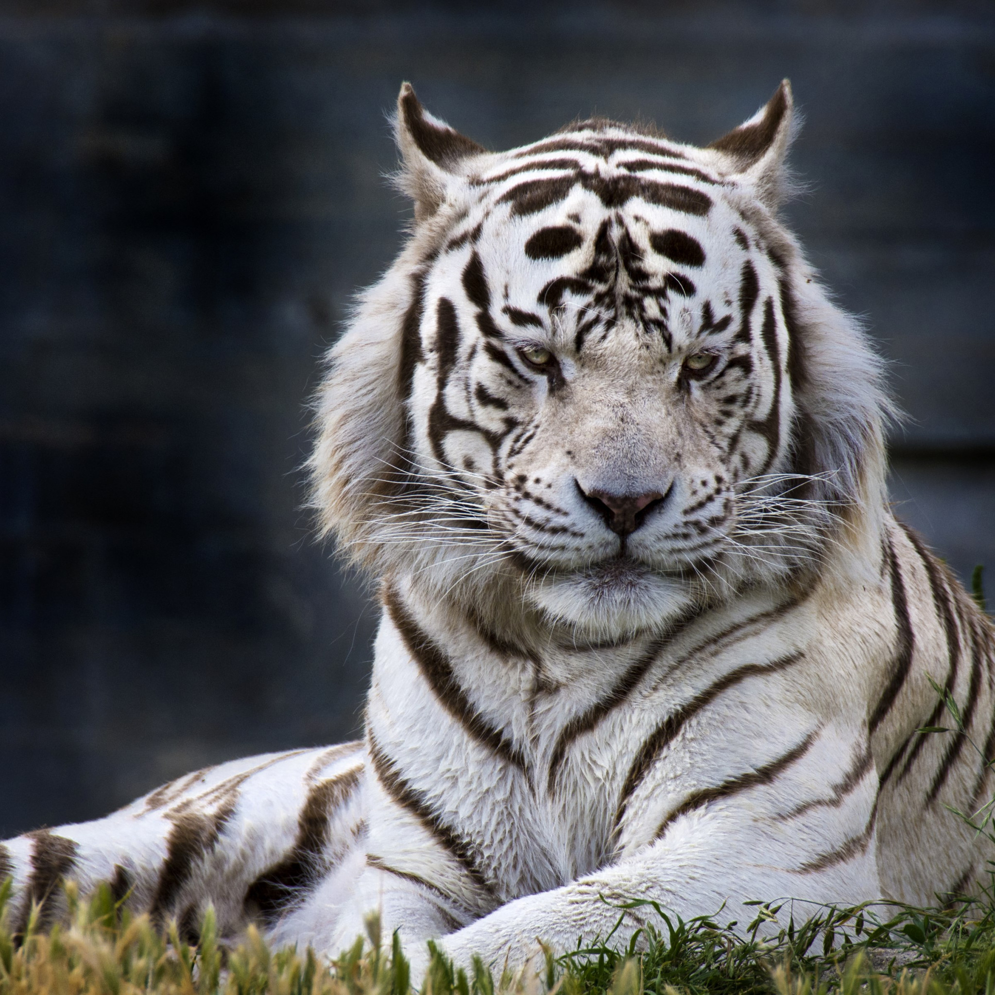 The white tiger from Madrid Zoo wallpaper 2048x2048