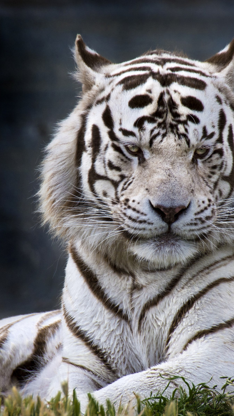 The white tiger from Madrid Zoo wallpaper 750x1334