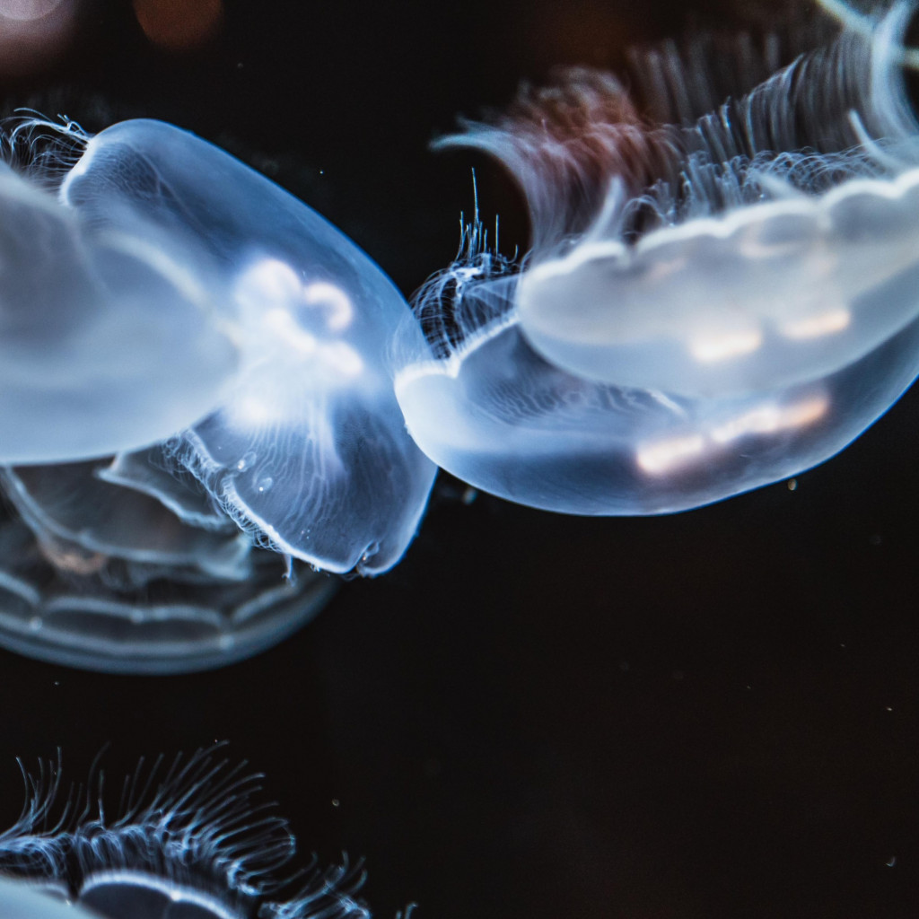 Glowing jellyfish wallpaper 1024x1024