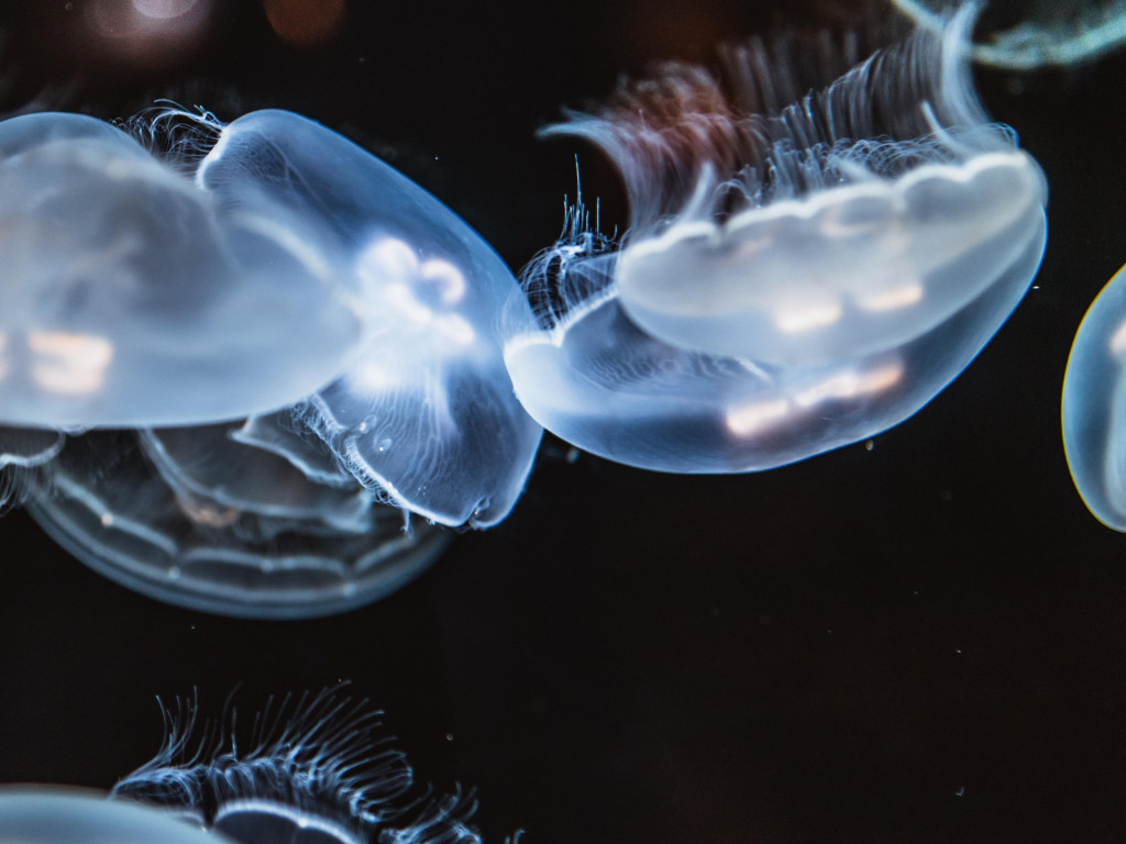 Glowing jellyfish wallpaper 1024x768