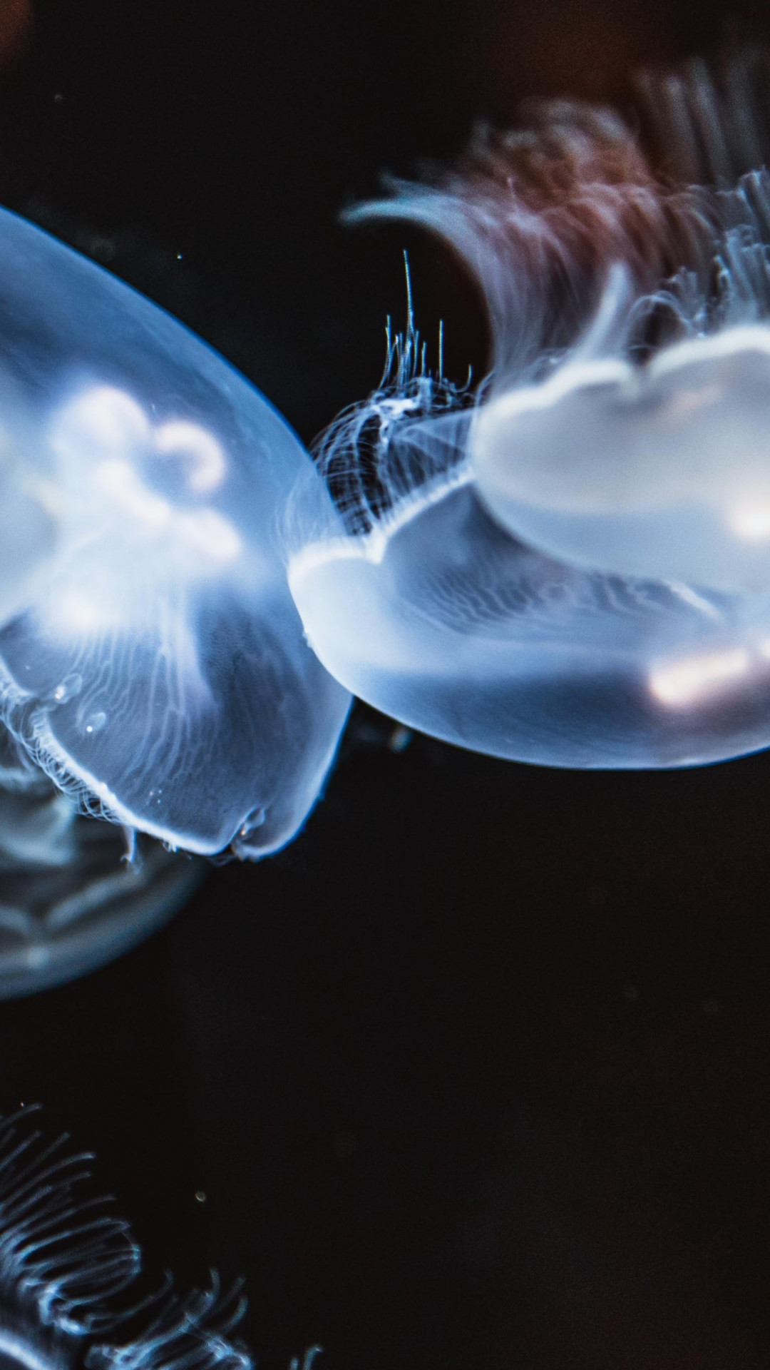 Glowing jellyfish wallpaper 1080x1920