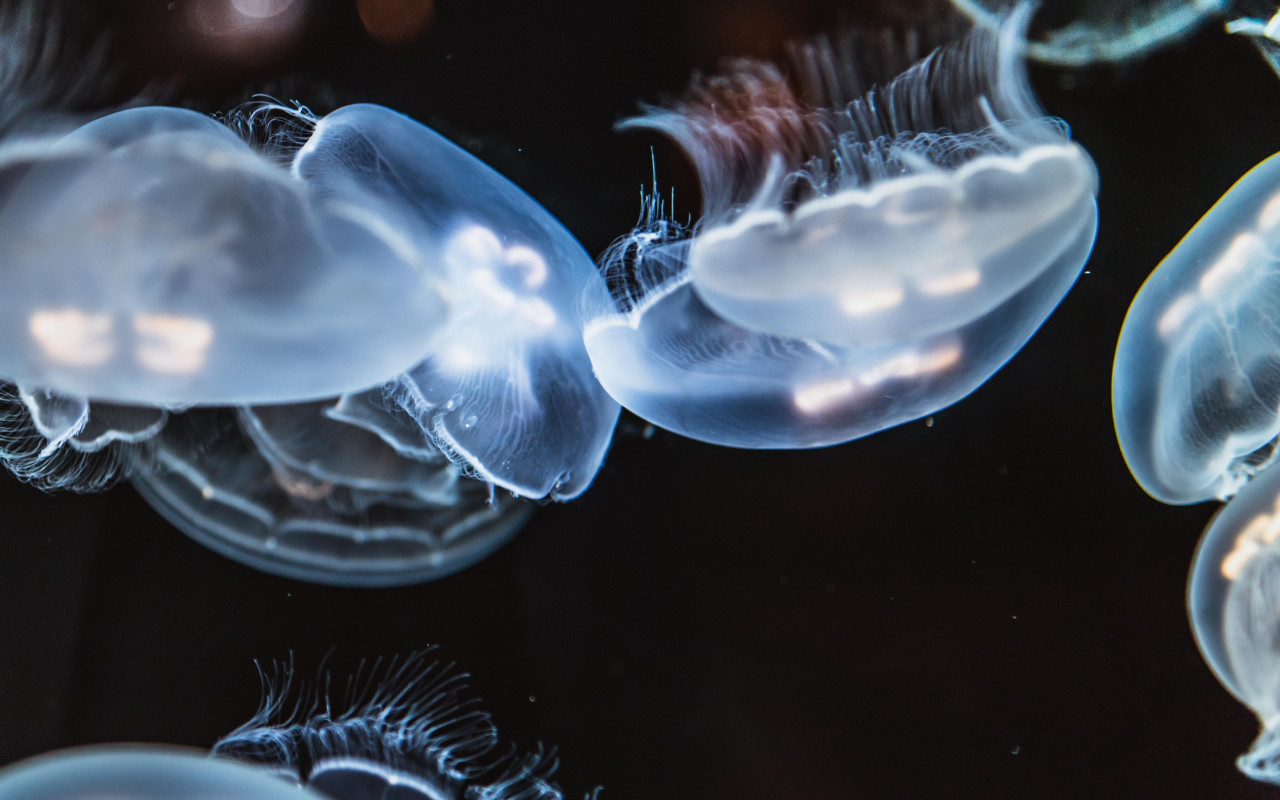 Glowing jellyfish wallpaper 1280x800