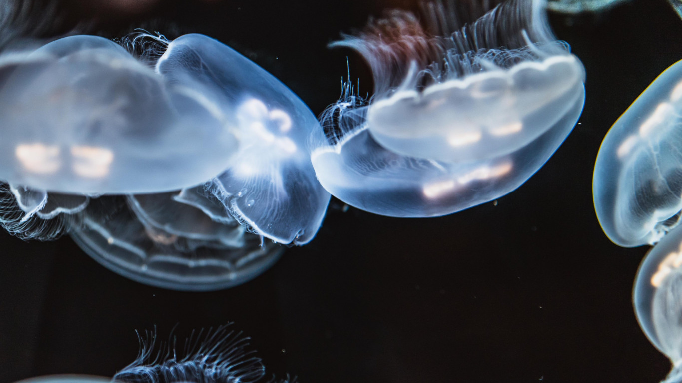 Glowing jellyfish wallpaper 1366x768