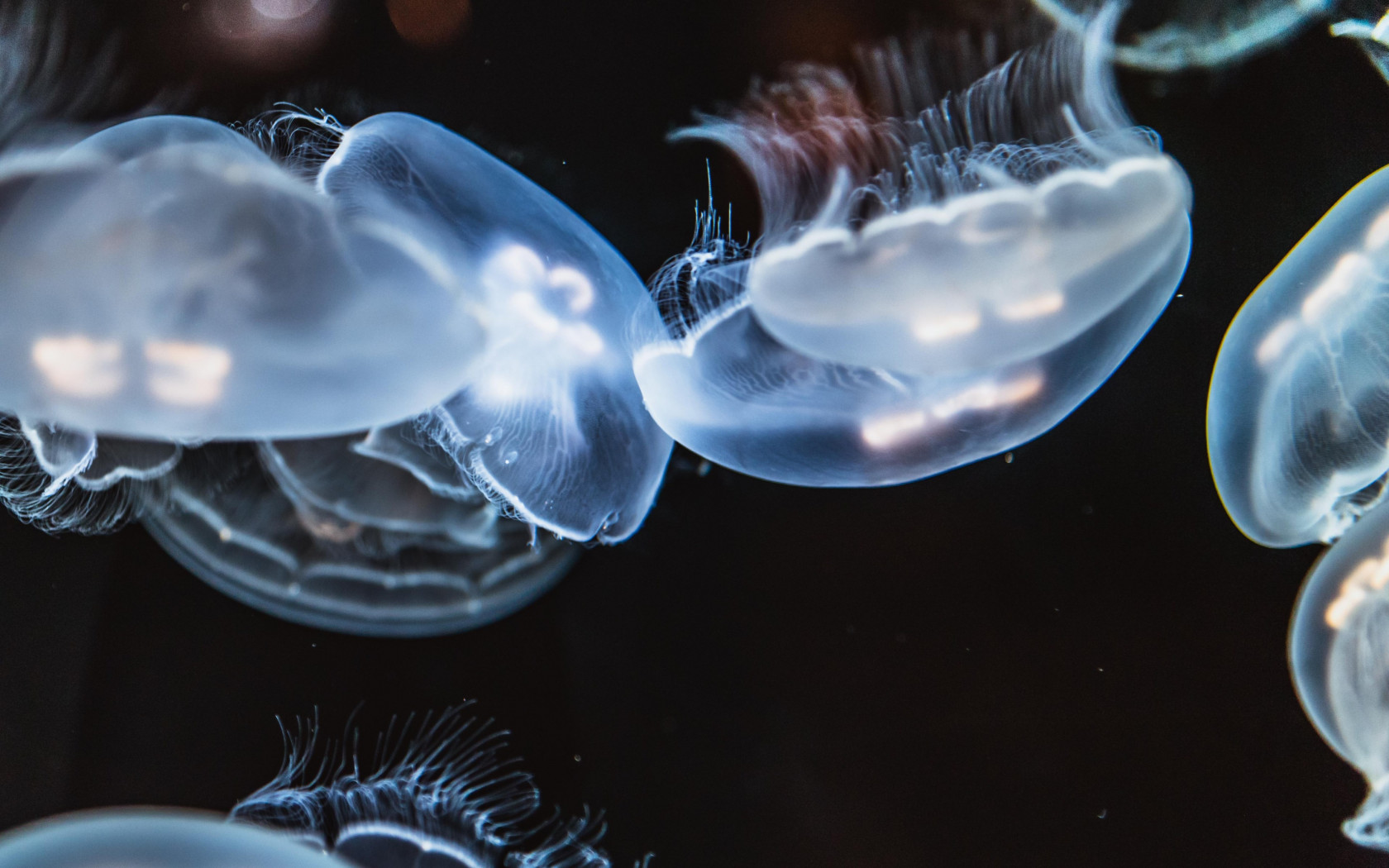 Glowing jellyfish wallpaper 1680x1050
