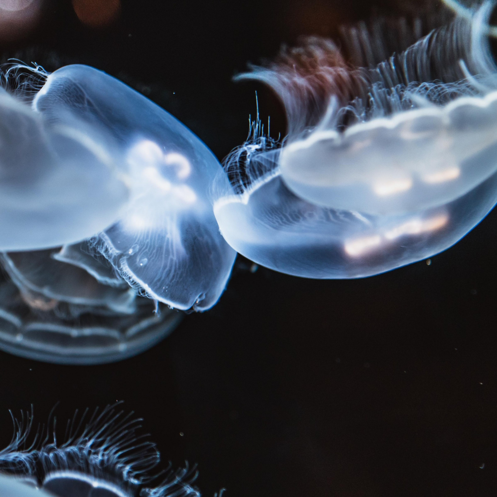 Glowing jellyfish wallpaper 2048x2048