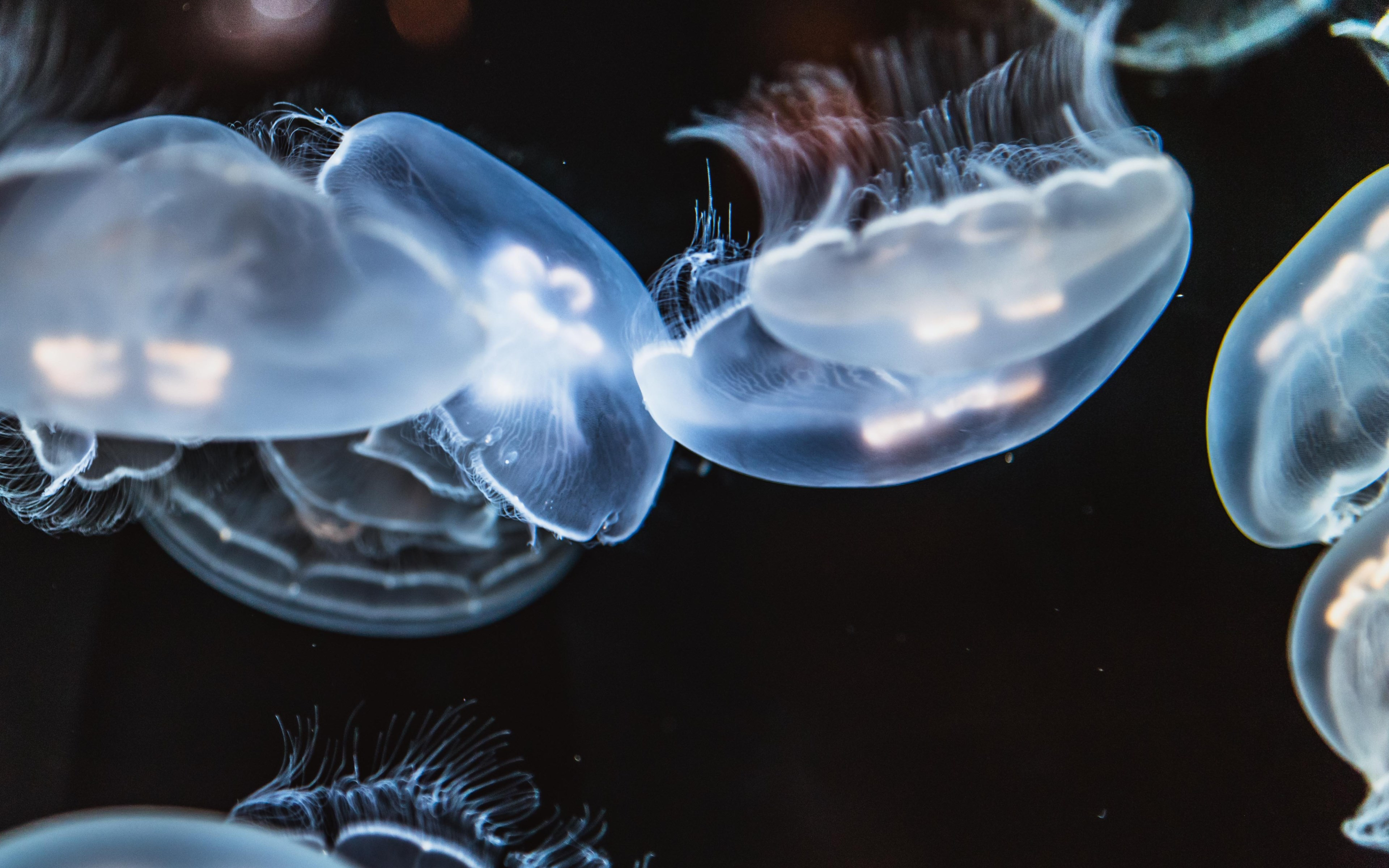 Glowing jellyfish wallpaper 3840x2400