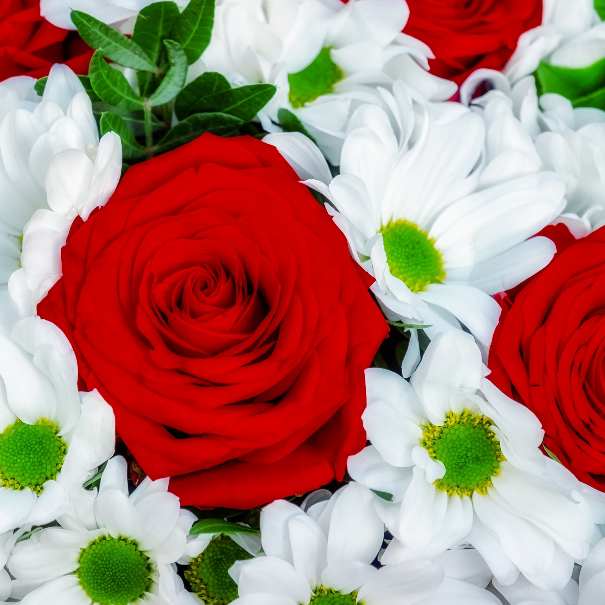 Roses and daisies bouquet wallpaper 2048x2048