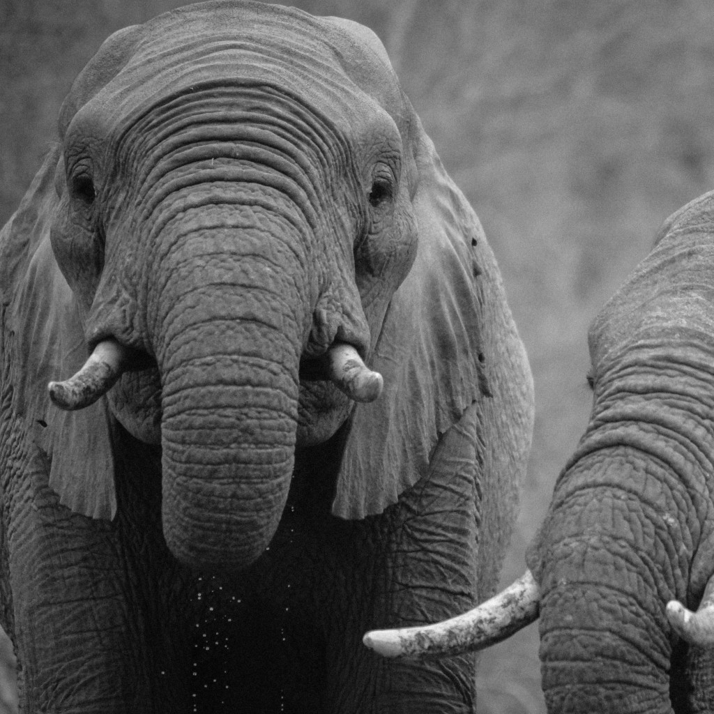 African elephants wallpaper 1024x1024