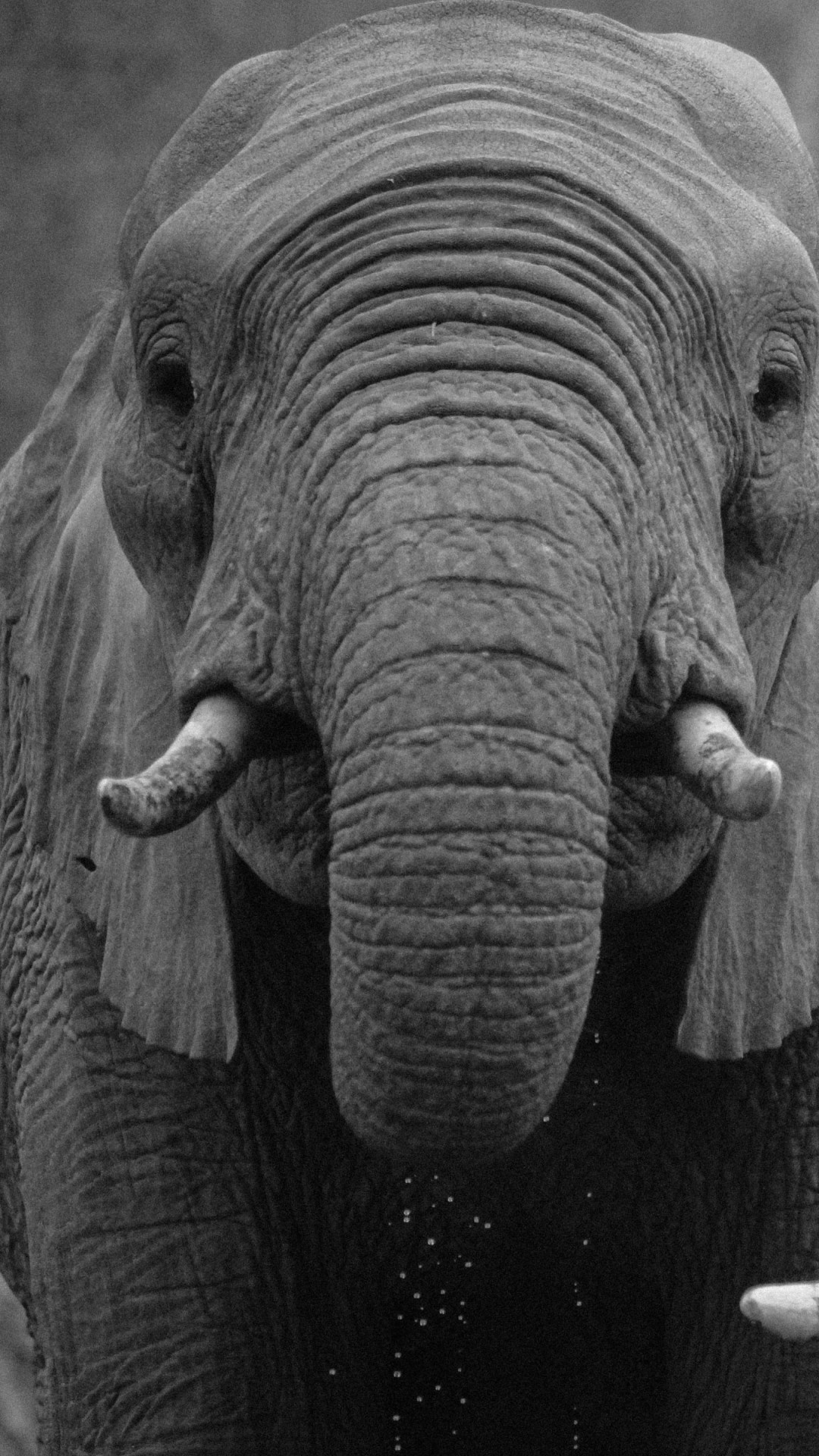 African elephants wallpaper 1080x1920