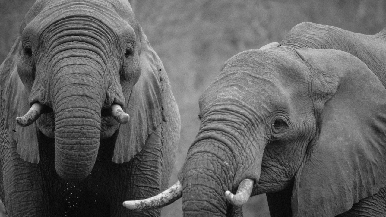 African elephants wallpaper 1280x720