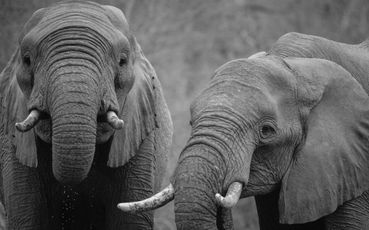 African elephants wallpaper 1280x800