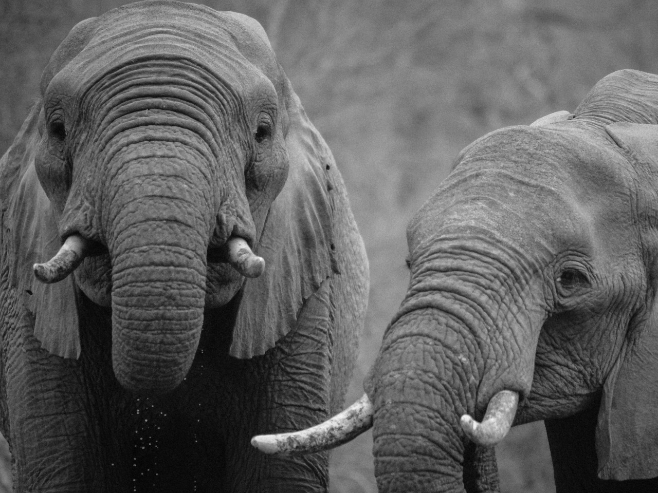 African elephants wallpaper 1280x960