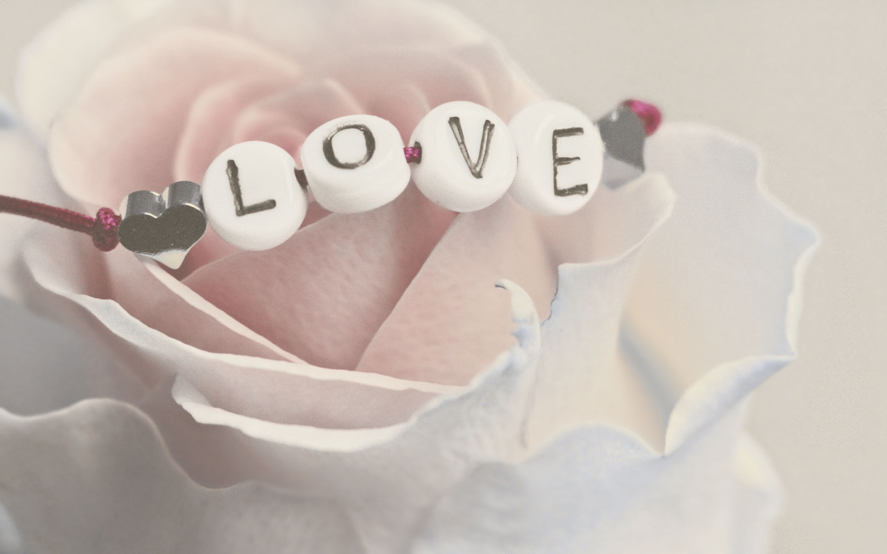 Love bracelet on a white rose wallpaper 1280x800