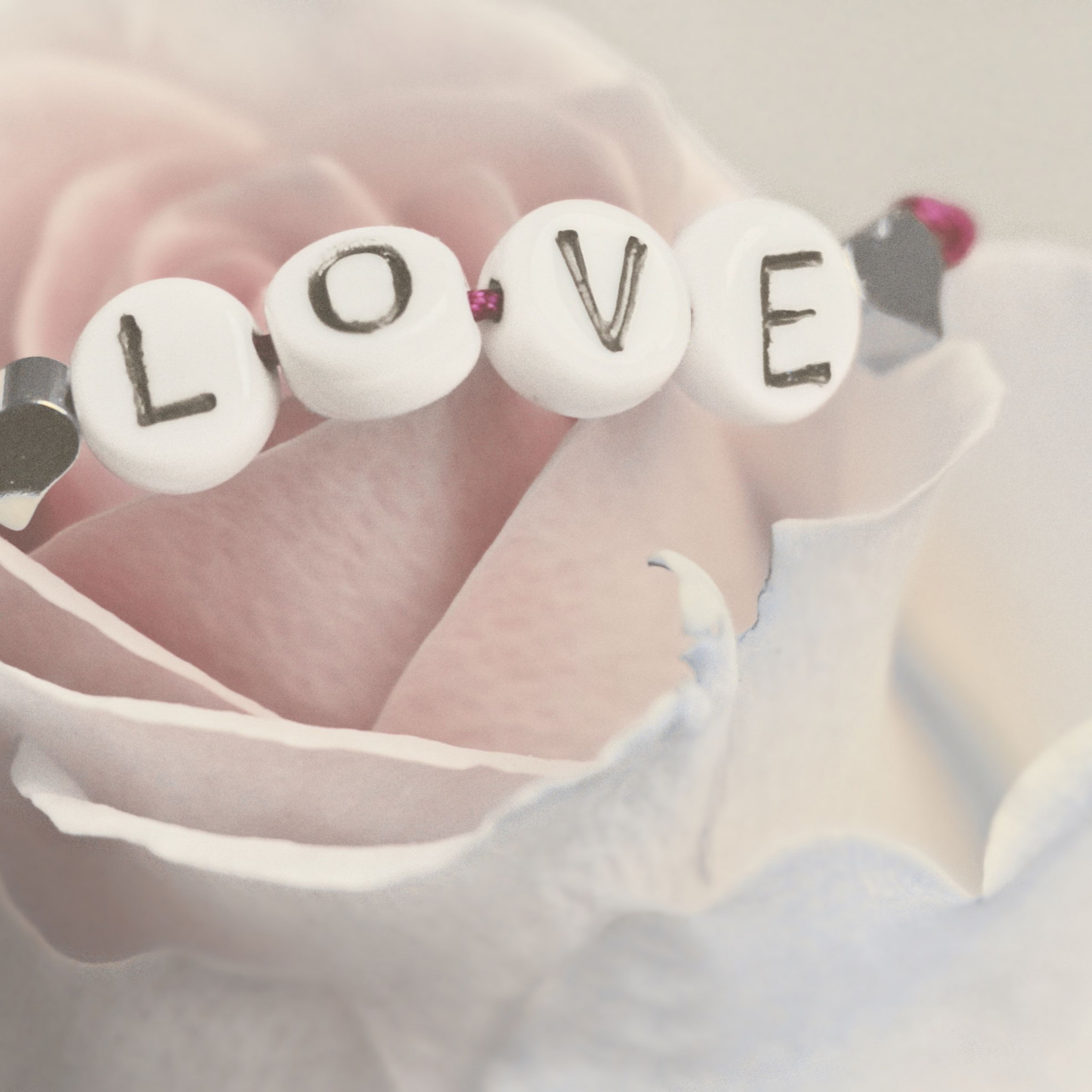 Love bracelet on a white rose wallpaper 2048x2048