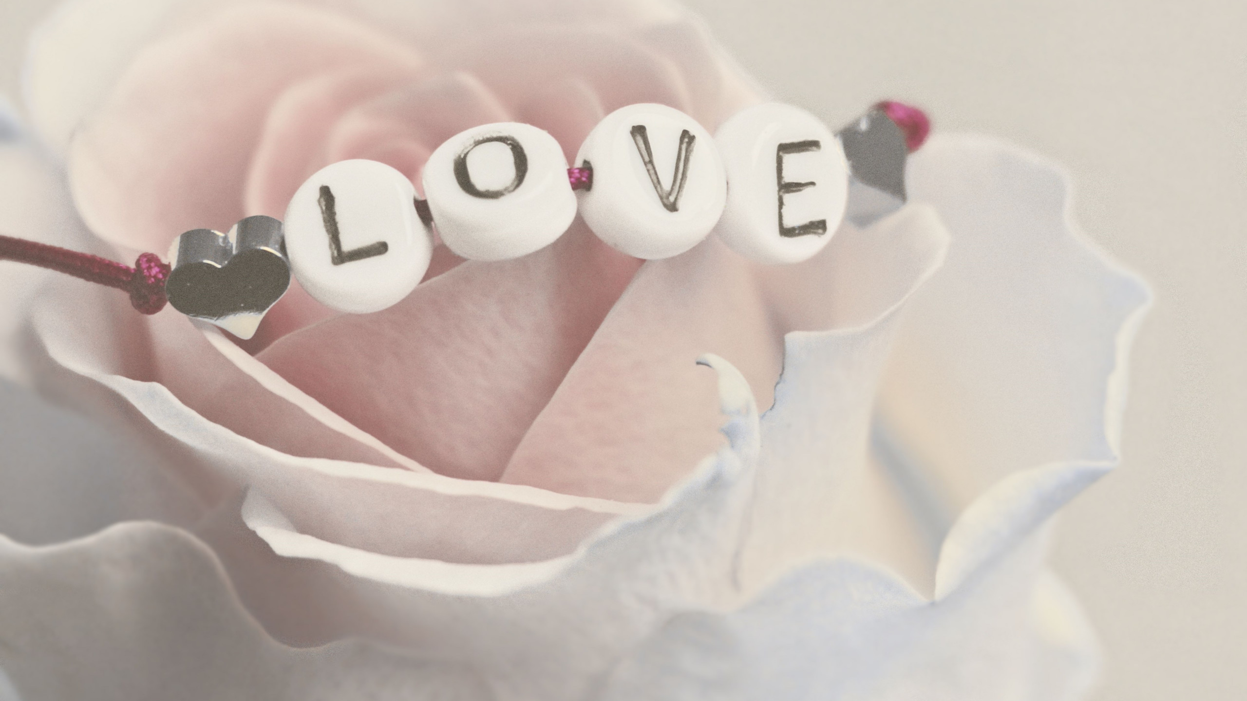 Love bracelet on a white rose wallpaper 2560x1440
