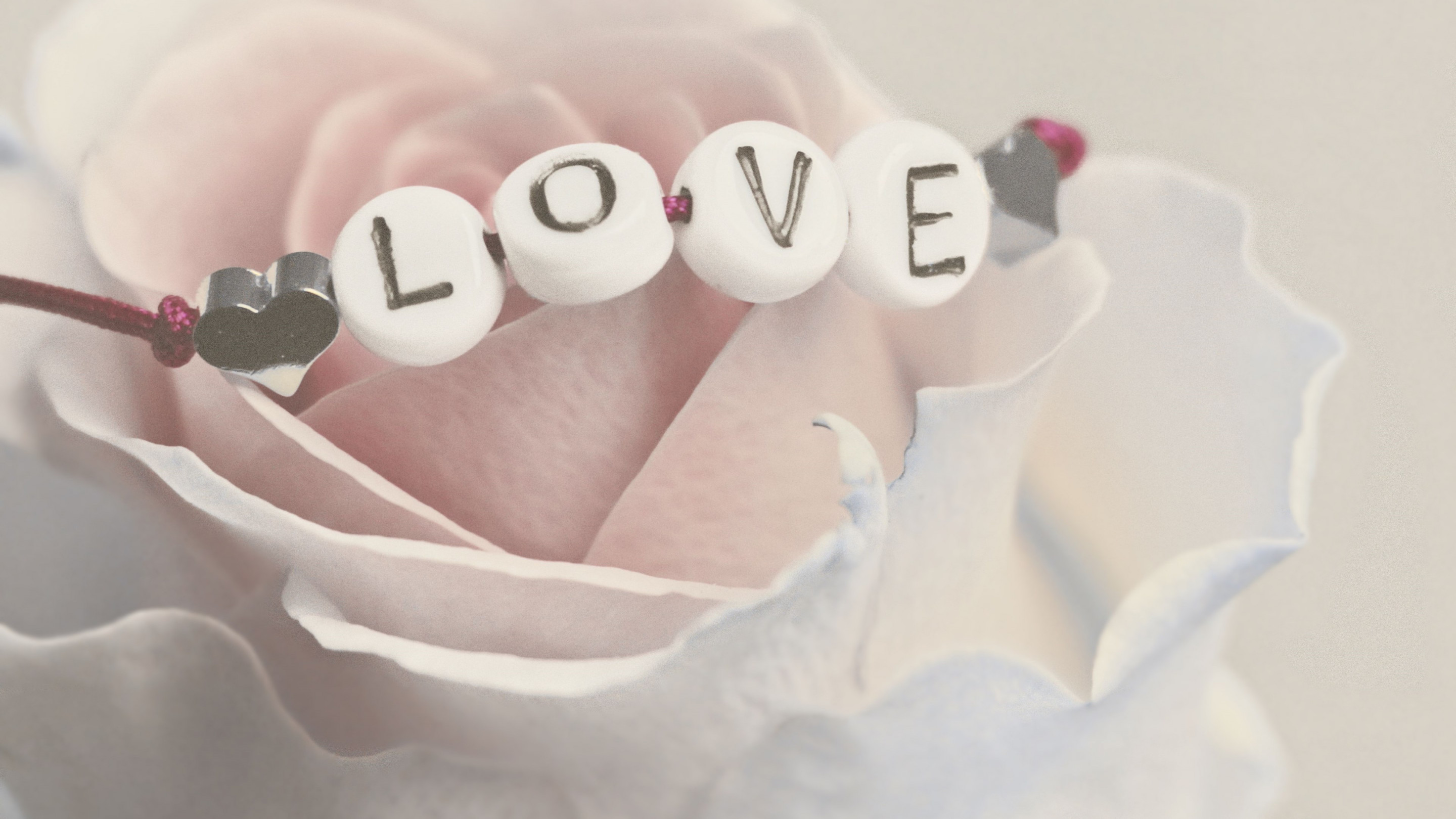 Love bracelet on a white rose wallpaper 2880x1620