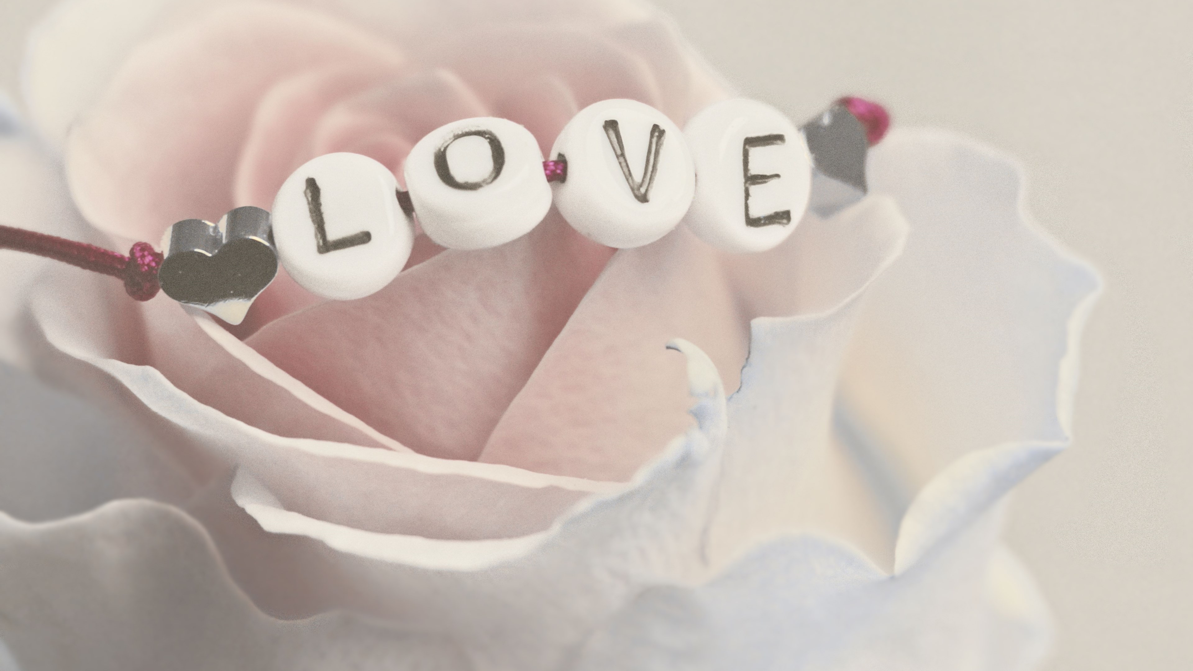 Love bracelet on a white rose wallpaper 3840x2160