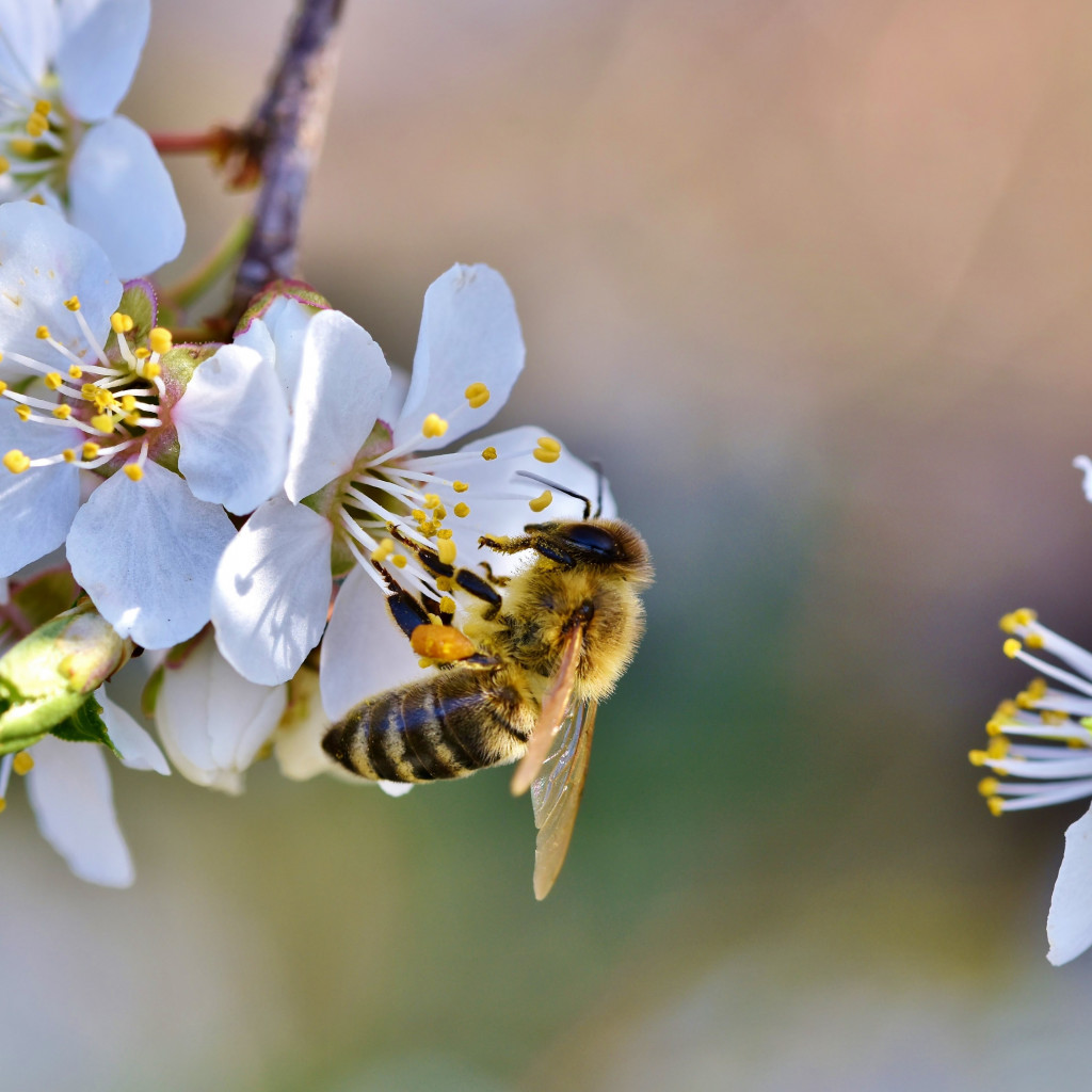 Spring, bee, blossoms, flower wallpaper 1024x1024