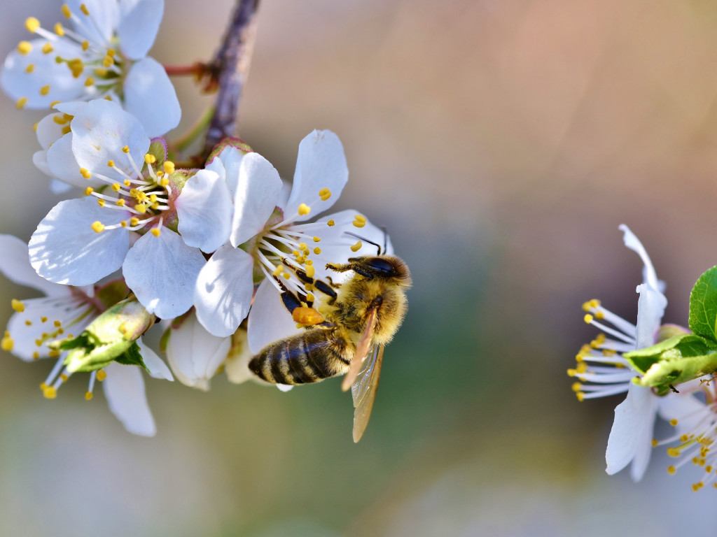 Spring, bee, blossoms, flower wallpaper 1024x768