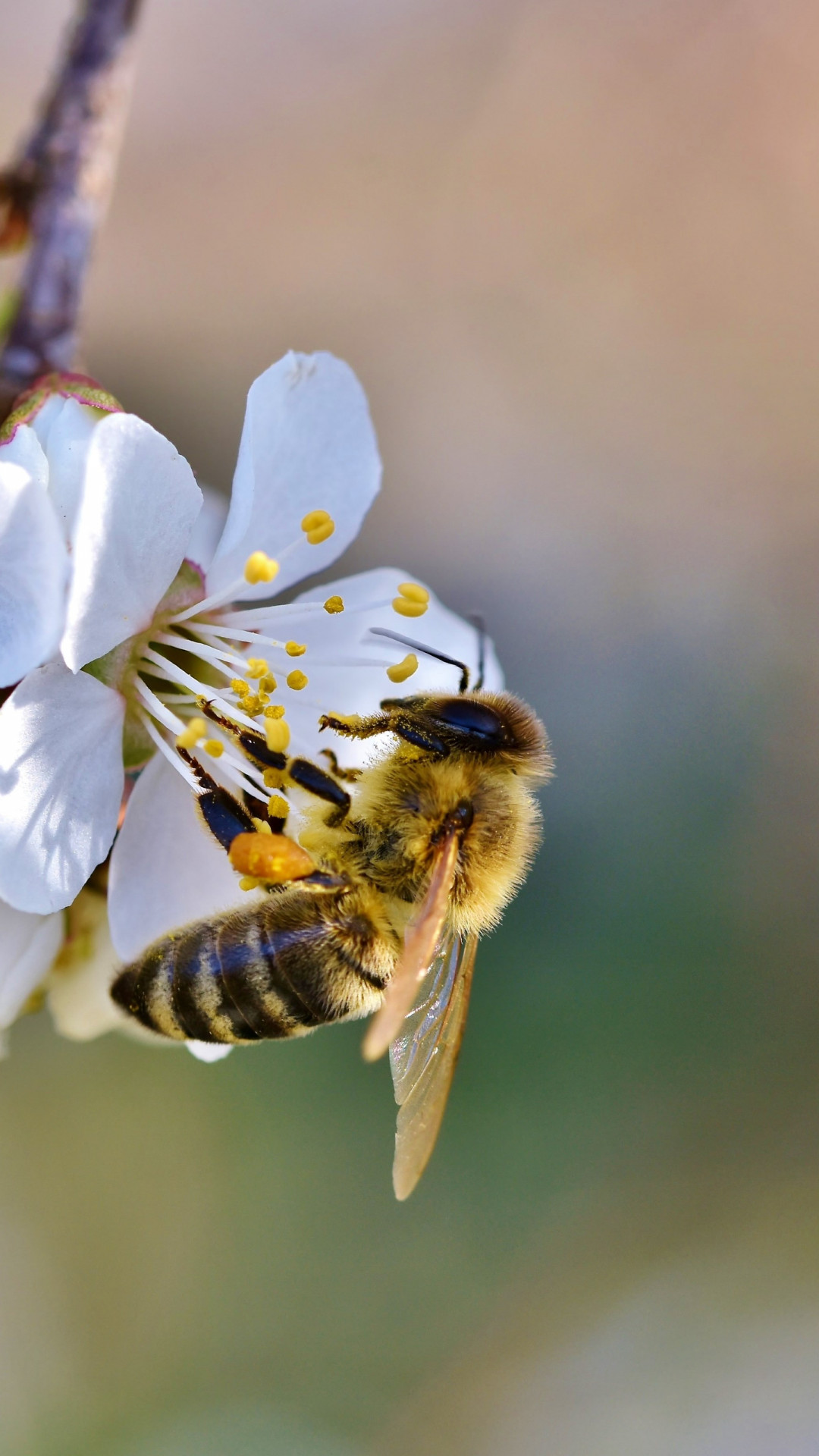 Spring, bee, blossoms, flower wallpaper 1080x1920