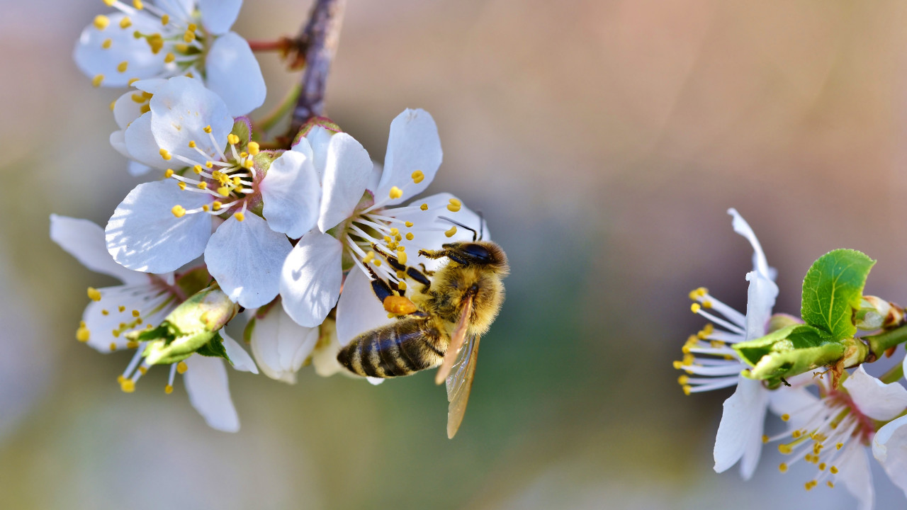 Spring, bee, blossoms, flower wallpaper 1280x720