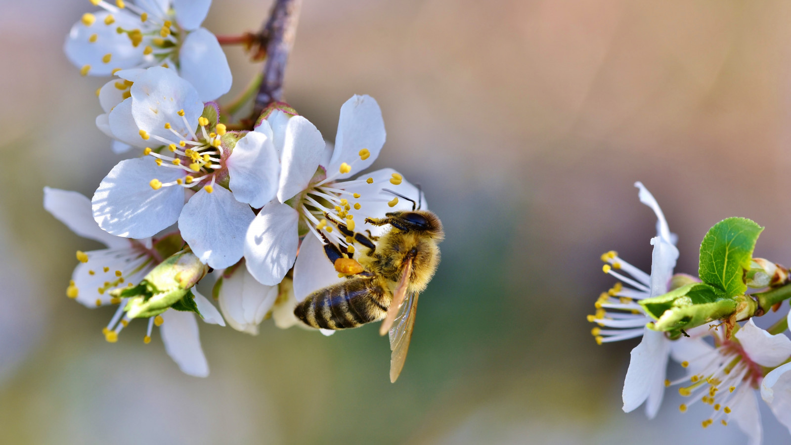 Spring, bee, blossoms, flower wallpaper 1600x900