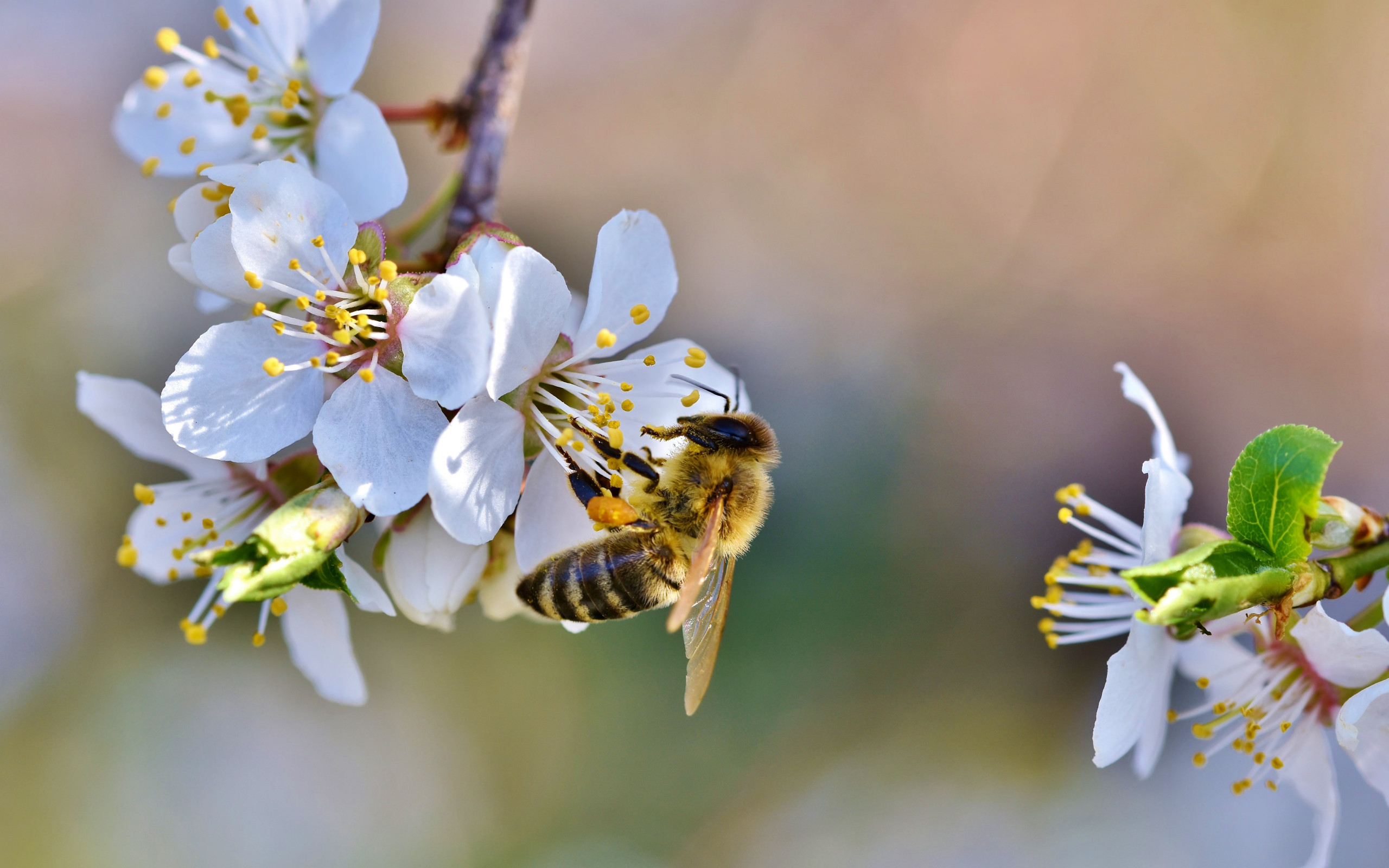 Spring, bee, blossoms, flower wallpaper 2560x1600