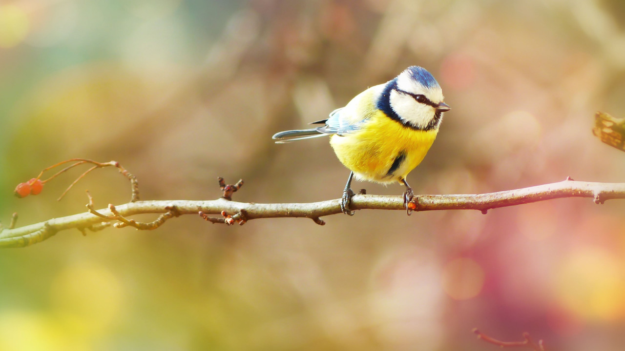 Crested Tit wallpaper 1280x720