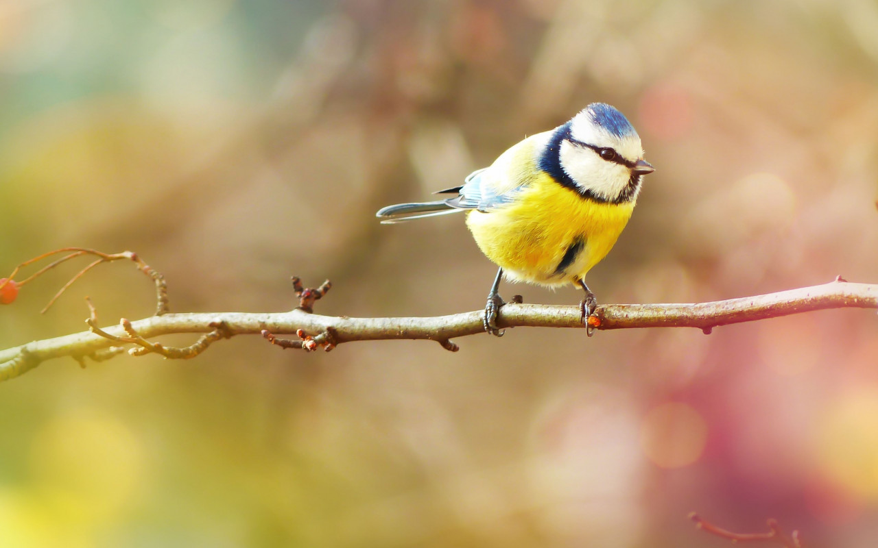 Crested Tit wallpaper 1280x800