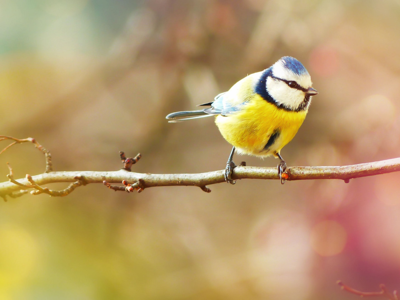 Crested Tit wallpaper 1280x960