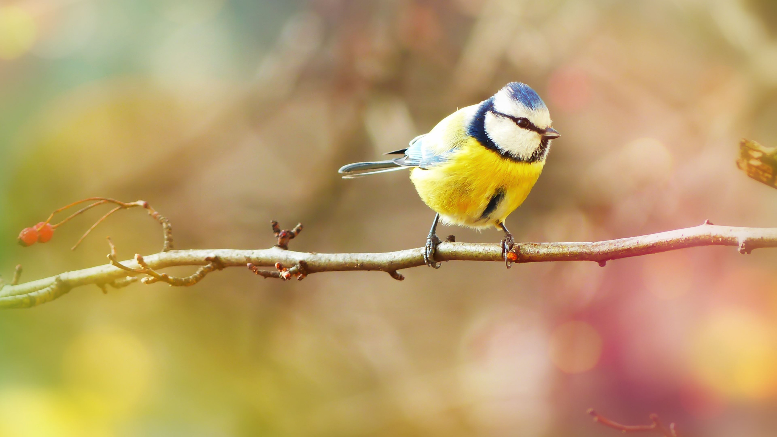 Crested Tit wallpaper 2560x1440