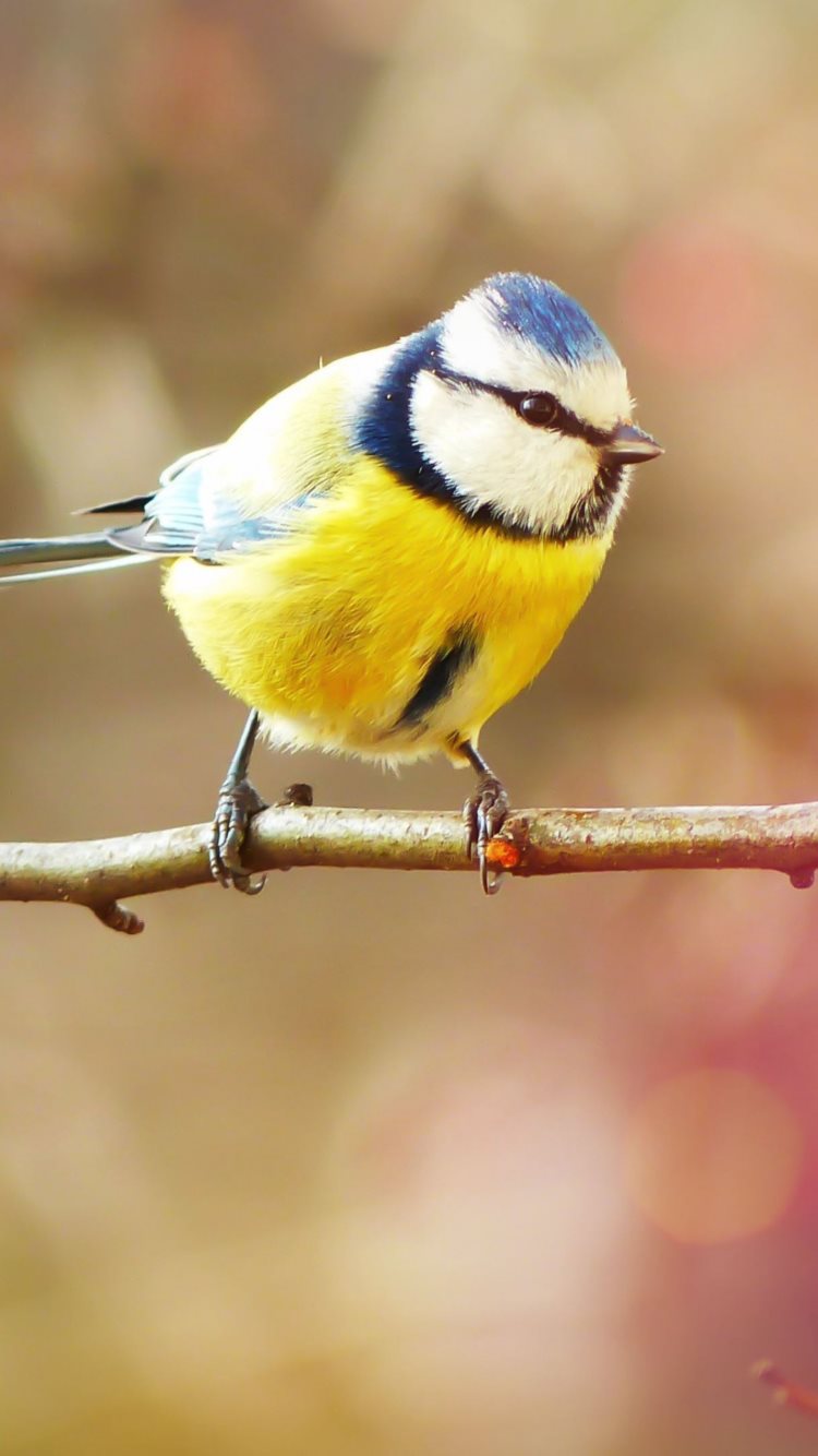 Crested Tit wallpaper 750x1334
