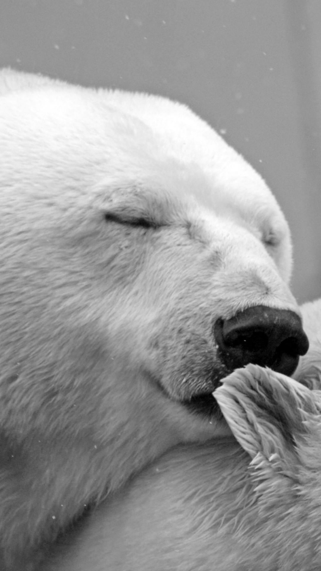 Polar bears wallpaper 1080x1920