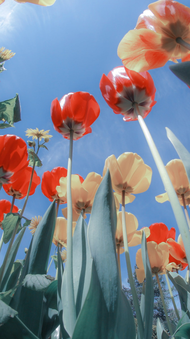 Red yellow tulips wallpaper 750x1334