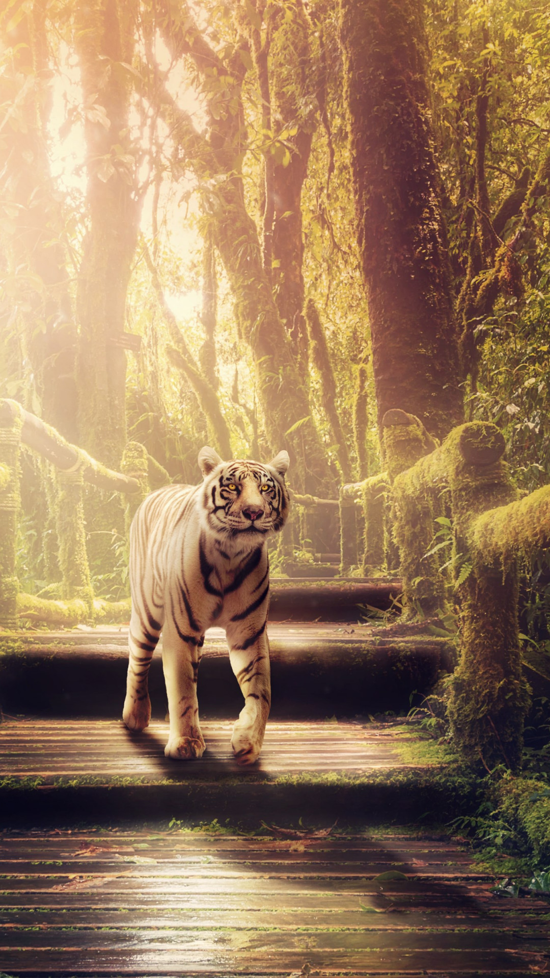 The tiger of jungle wallpaper 1080x1920