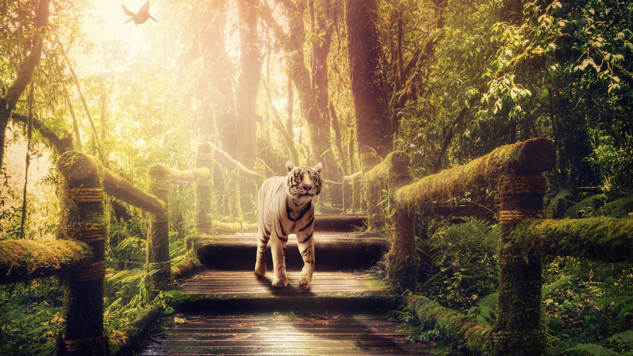 The tiger of jungle wallpaper 1280x720