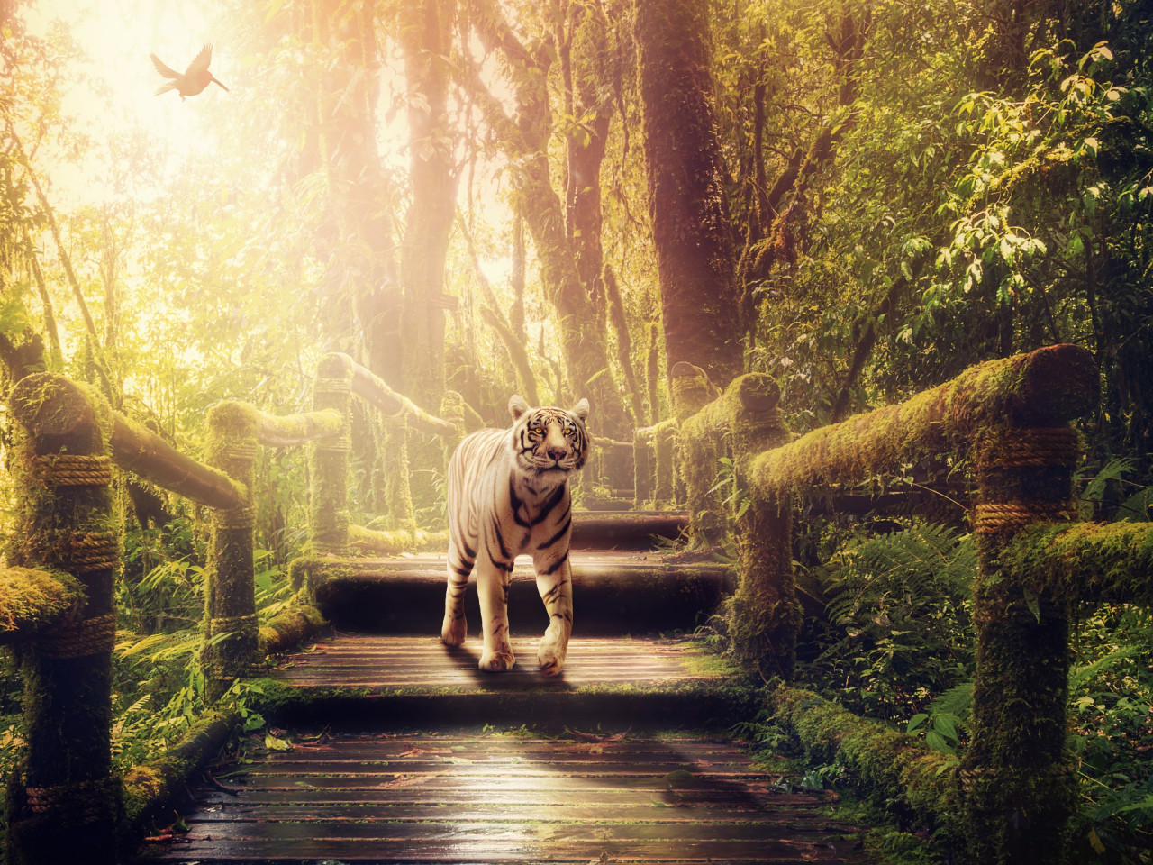 The tiger of jungle wallpaper 1280x960