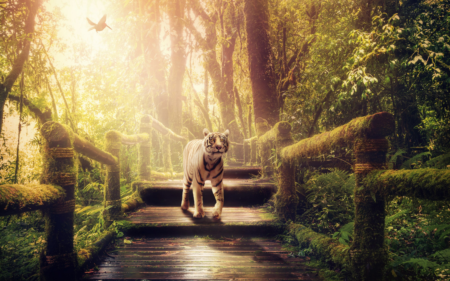 The tiger of jungle wallpaper 1440x900