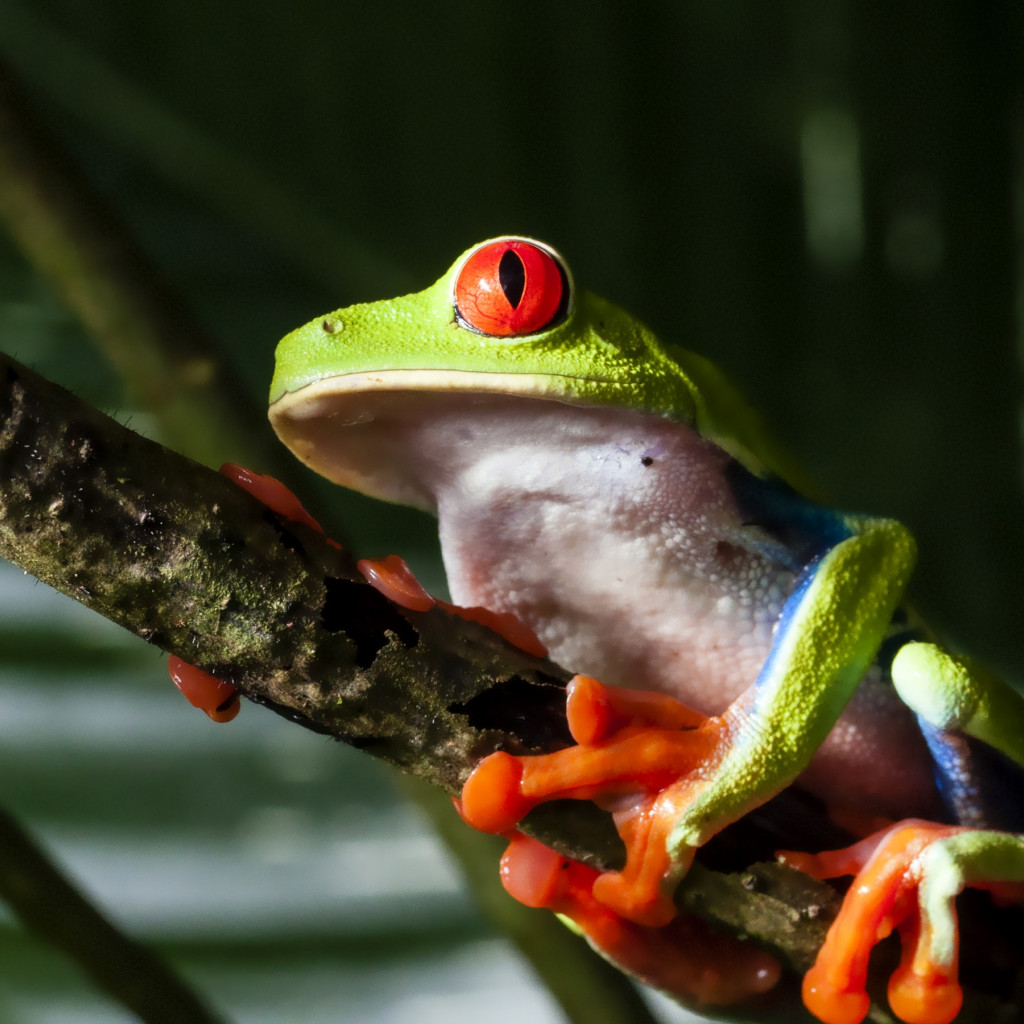 Red eyed tree frog wallpaper 1024x1024