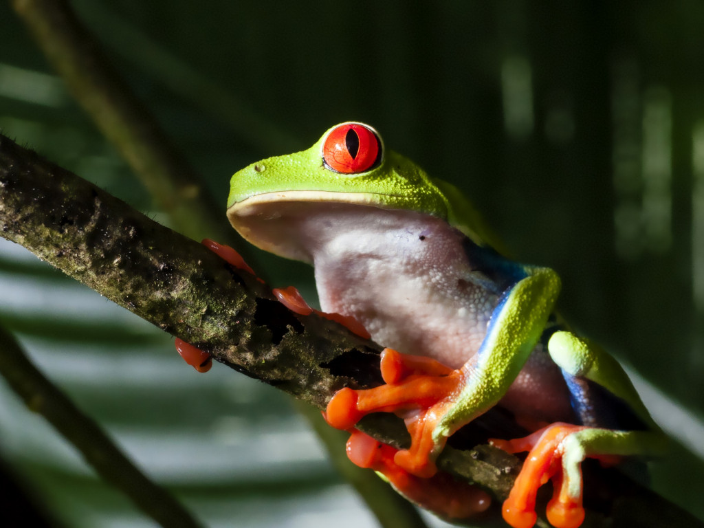 Red eyed tree frog wallpaper 1024x768
