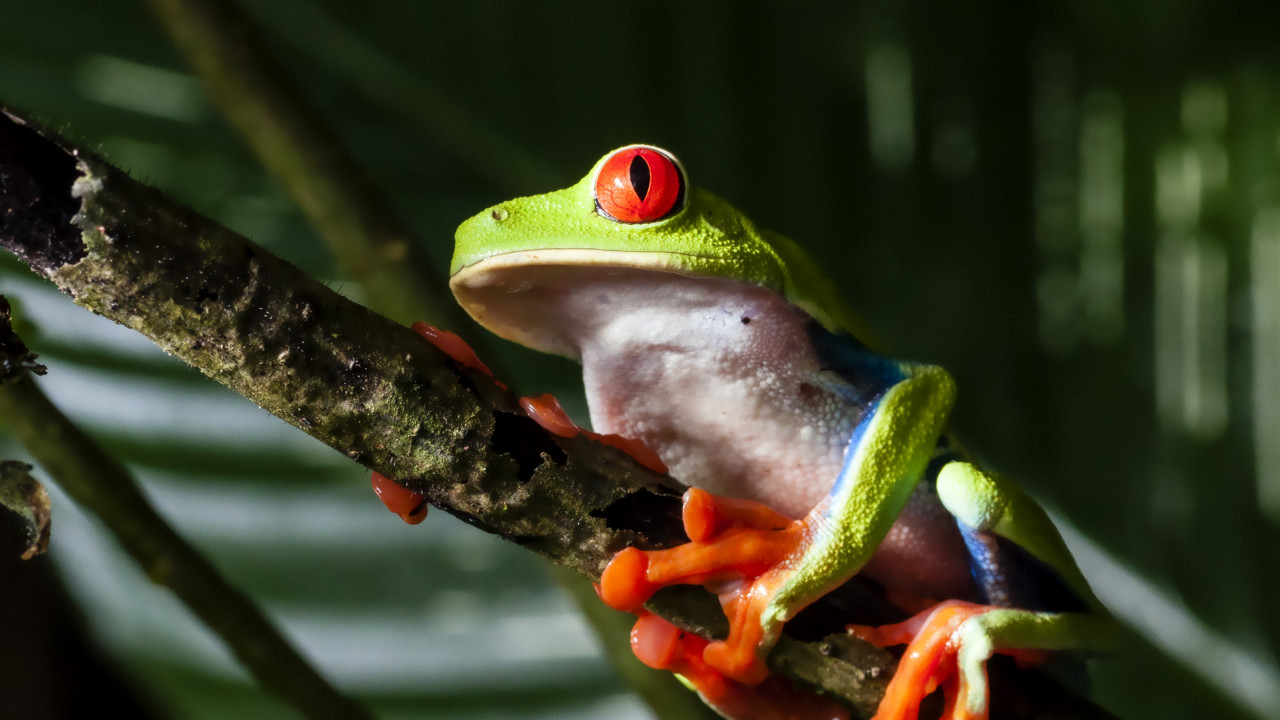 Red eyed tree frog wallpaper 1280x720