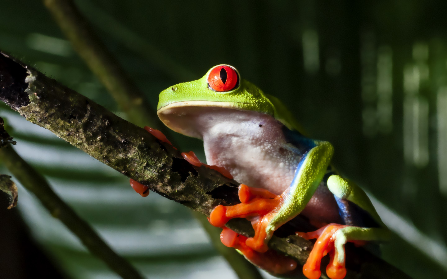 Red eyed tree frog wallpaper 1440x900
