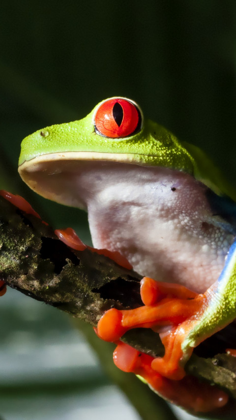 Red eyed tree frog wallpaper 480x854